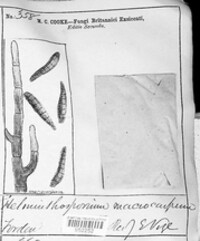 Cochliobolus miyabeanus image